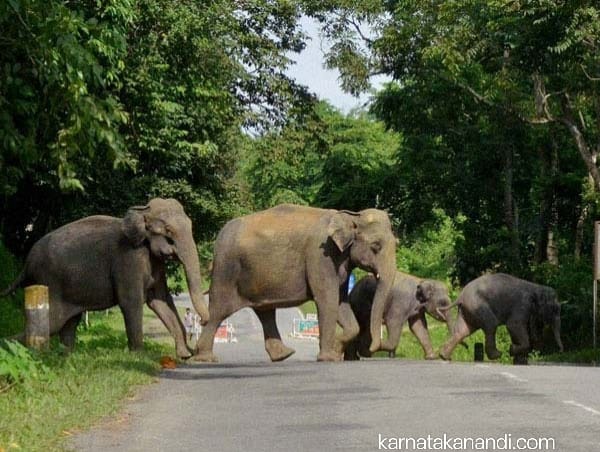 ಆನೆಗಳಿಗೆ