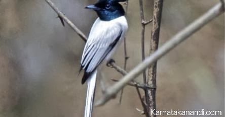 ಸೆರೆ ಹಕ್ಕಿ